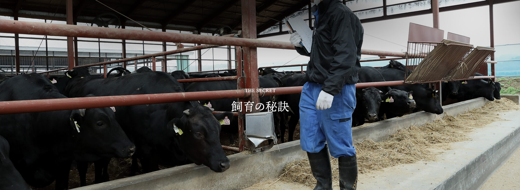 飼育の秘訣