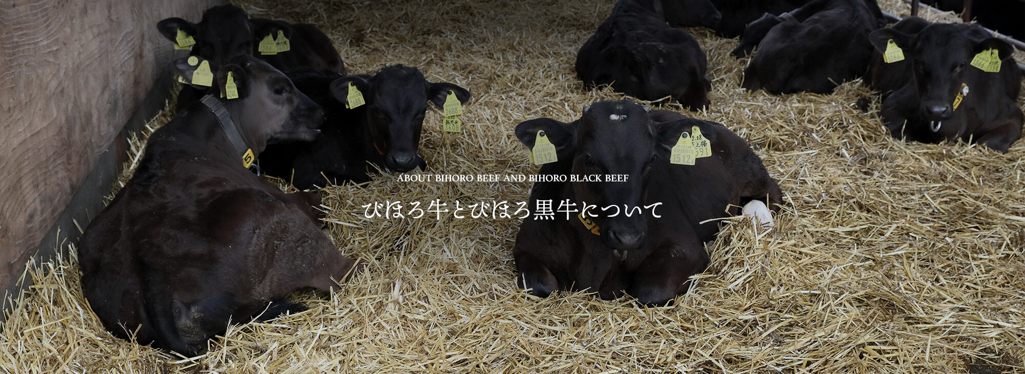 びほろ牛とびほろ黒牛について